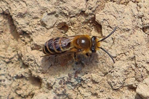 Réf. 330 778 : Colletes sp.